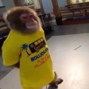 Meet your Posher, Allen